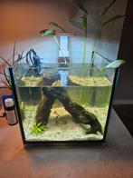 Aquarium met vissen, Dieren en Toebehoren, Vissen | Aquaria en Toebehoren, Ophalen, Zo goed als nieuw, Gevuld zoetwateraquarium
