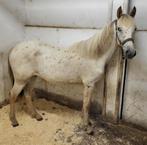 Mooie appaloosa D/E pony merrie jaarling, Dieren en Toebehoren, Pony's, Merrie, 0 tot 2 jaar, Gechipt, Onbeleerd