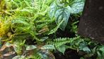 Paludarium/Terrarium Planten - 7 Stekjes €10!, Ophalen of Verzenden