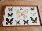 Antieke taxidermie vlinders, Antiek en Kunst, Ophalen
