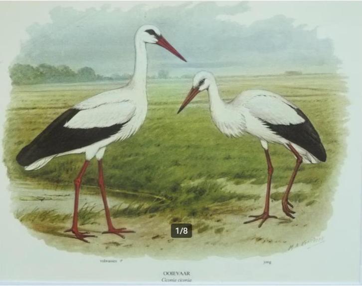 Ooievaars jong en volwassen van M.A. Koekkoek, Antiek en Kunst, Kunst | Litho's en Zeefdrukken, Ophalen of Verzenden