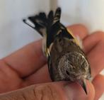 Parva putter man 2025, Dieren en Toebehoren, Vogels | Overige Vogels, Mannelijk, Wildzangvogel, Geringd
