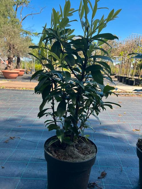 Laurier struiken genolia haag prunus, Tuin en Terras, Planten | Bomen, Overige soorten, 100 tot 250 cm, Halfschaduw, In pot, Ophalen of Verzenden