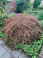 Japanse esdoorn rood, Tuin en Terras, Planten | Bomen, Ophalen, Bloeit niet, Halfschaduw, Overige soorten