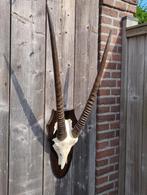 Gemsbok schedel oryx hoorns op schild, Verzamelen, Ophalen, Zo goed als nieuw, Schedel