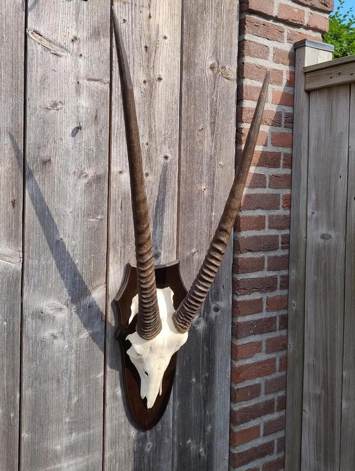 Gemsbok schedel oryx hoorns op schild, Verzamelen, Dierenverzamelingen, Zo goed als nieuw, Schedel, Ophalen