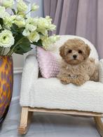 Exclusieve Maltipoo F1 pup (Maltezer/Toy Poedel), Dieren en Toebehoren, Honden | Chihuahua's en Gezelschapshonden, Fokker | Hobbymatig