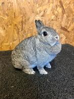 Kleurdwerg Chinchilla Voedster (dwergkonijn), Vrouwelijk, Dwerg, 3 tot 5 jaar