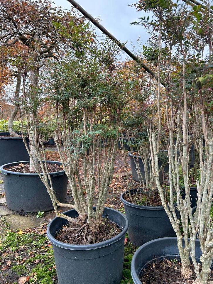 Nandina 'Grillige vorm' - 25L Pot, Tuin en Terras, Planten | Tuinplanten, Vaste plant, Overige soorten, Halfschaduw, Zomer, Ophalen