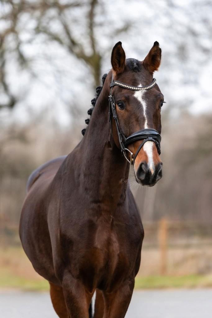 Ladignac x Ferro, Dieren en Toebehoren, Paarden, Ruin, Zadelmak, 160 tot 165 cm, 3 tot 6 jaar, Dressuurpaard, Met stamboom, Gechipt