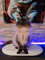 ✨️🥇✨Ervaren Ragdoll Seal Point dekkater met stamboom ✨️🥇✨️, 0 tot 2 jaar