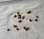 Chinotto zaden 5 voor €1,00, Ophalen of Verzenden, Volle zon