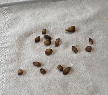 Chinotto zaden 5 voor €1,00 beschikbaar voor biedingen