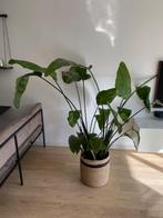 Strelitzia Nicolai XL, Ophalen, 200 cm of meer, Overige soorten, Halfschaduw