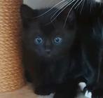 Kittens, Ophalen, Zo goed als nieuw