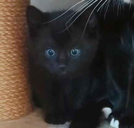 Kittens, Dieren en Toebehoren, Kattenbakken, Zo goed als nieuw, Ophalen