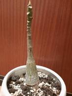 Bombax ellipticum, caudex plant, rooted, Bonsai, rare, Huis en Inrichting, Kamerplanten, Verzenden, Overige soorten, Volle zon