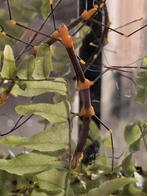 Wandelende takken rood en geel uit Latijns Amerika, Dieren en Toebehoren, Wandelende tak