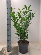 Laurier / Prunus 60-120++, Tuin en Terras, Planten | Bomen, Ophalen of Verzenden, Halfschaduw, Overige soorten, Minder dan 100 cm