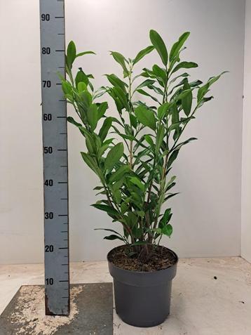 Laurier / Prunus 60-120++ beschikbaar voor biedingen