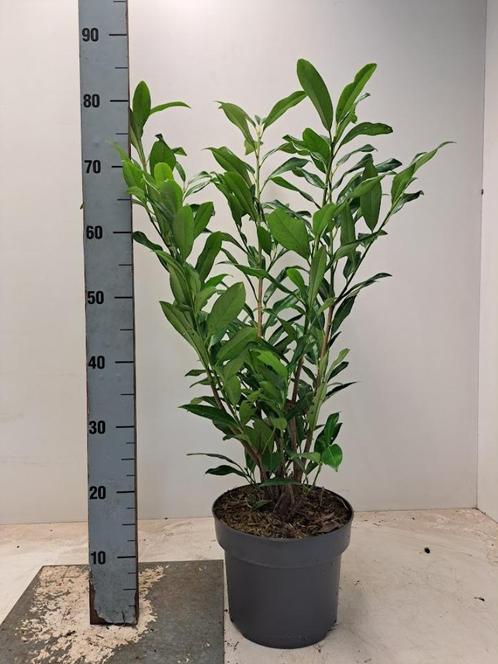 Laurier / Prunus 60-120++, Tuin en Terras, Planten | Bomen, Overige soorten, Minder dan 100 cm, Halfschaduw, Ophalen of Verzenden