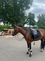 Knappe new forest pony, Dieren en Toebehoren, Pony's, Merrie, Dressuurpony, Zadelmak, 3 tot 6 jaar