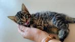 Nog 3 mannetjes Kittens te koop! 2 Gevlekte/Bengaalse €100, Dieren en Toebehoren, Katten en Kittens | Overige Katten, Meerdere dieren