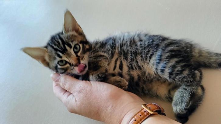 Nog 3 mannetjes Kittens te koop! 2 Gevlekte/Bengaalse €100, Dieren en Toebehoren, Katten en Kittens | Overige Katten, Kortharig