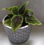 Mooie Pilea Moon valley in leuke sierpot, voor 3,99., Huis en Inrichting, Kamerplanten, Ophalen, Overige soorten, In pot, Minder dan 100 cm
