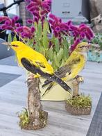 Prachtig koppel opgezette Europese wielewalen, Verzamelen, Dierenverzamelingen, Verzenden, Nieuw, Vogel, Opgezet dier