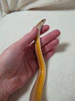 Rattenslang 1.0 mimosa anery tessera stripe, Dieren en Toebehoren, Reptielen en Amfibieën, Slang, Tam, 0 tot 2 jaar
