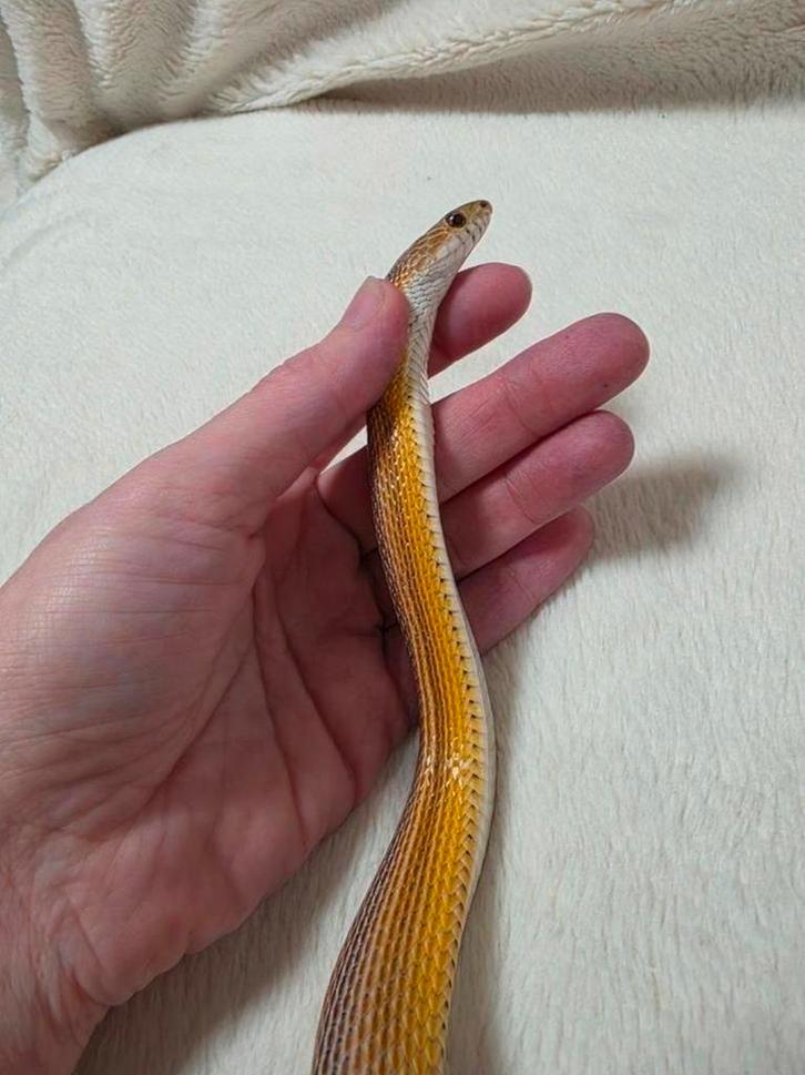 Rattenslang 1.0 mimosa anery tessera stripe