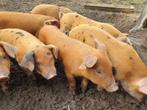 Biggen Bonte Bentheimer x Duroc, Dieren en Toebehoren, Schapen, Geiten en Varkens, Meerdere dieren, Varken, 0 tot 2 jaar