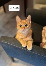 3 Lieve Katten Zoeken Een Warm Thuis, Kater, 0 tot 2 jaar