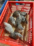Te koop jonge Japanse kwartels, Dieren en Toebehoren, Overige soorten