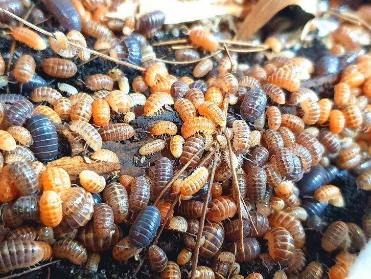 Armadillidium "St. Lucia" isopods pissebedden hele kweek, Dieren en Toebehoren, Insecten en Spinnen, Overige soorten