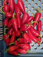 Biologische Jalapeño Pepers, Ophalen of Verzenden