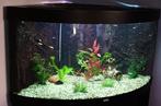 Hoekaquarium Juwel 350lr, Dieren en Toebehoren, Vissen | Aquaria en Toebehoren, Ophalen, Gebruikt, Gevuld zoetwateraquarium