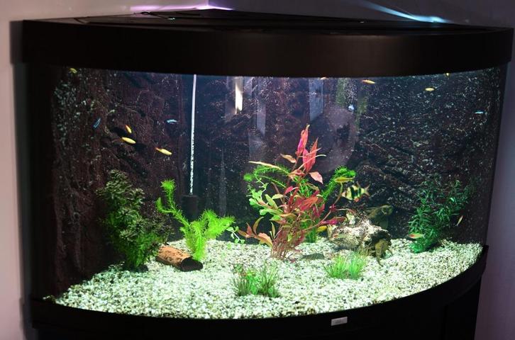 Hoekaquarium Juwel 350lr, Dieren en Toebehoren, Vissen | Aquaria en Toebehoren, Gebruikt, Gevuld zoetwateraquarium, Ophalen