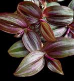 Tradescantia Zebrina Evanesce stekjes, Huis en Inrichting, Ophalen of Verzenden, Overige soorten, Halfschaduw, Minder dan 100 cm
