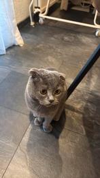 Kat te koop, Kater, Gechipt, 3 tot 5 jaar