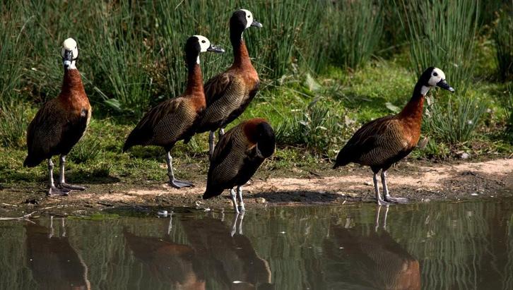 Te koop siereenden eenden watervogels, Dieren en Toebehoren, Pluimvee, Eend, Meerdere dieren