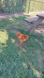 Jonge hen New Hampshire groot raszuiver, Vrouwelijk, Kip
