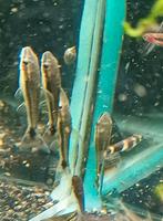Hobbyaquarium  Otocinclus Vittatus /dwergalgeneters, Vis, Zoetwatervis, Schoolvis