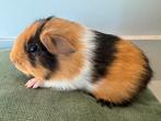 Lief beertje Bram, Dieren en Toebehoren, Oktober, Mannelijk, Cavia
