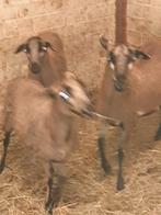 Barbados Blackbelly ooien., Dieren en Toebehoren, Vrouwelijk, Schaap