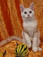 Maine Coons kittens met stamboom -laatste poesje, Dieren en Toebehoren, Katten en Kittens | Raskatten | Langhaar, Meerdere dieren