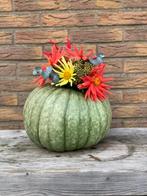 Pompoenen, Tuin en Terras, Ophalen of Verzenden, Eenjarig, Overige soorten, Volle zon