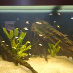 Malawi Cichliden jongbroed, Dieren en Toebehoren, Vissen | Aquariumvissen, Vis