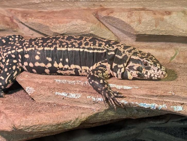 Opvang reptiel & amfibie, Dieren en Toebehoren, Reptielen en Amfibieën, 0 tot 2 jaar